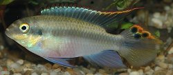 Pelvicachromis pulcher