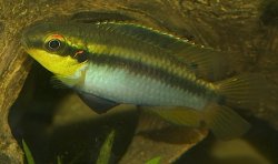 Pelvicachromis roloffi - Click for species page