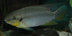 Pelvicachromis roloffi
