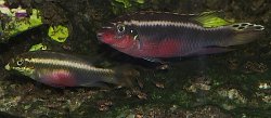 Pelvicachromis sacrimontis - Click for species page