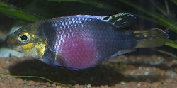 Pelvicachromis subocellatus - Click for species page