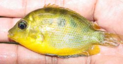 Pseudetroplus maculatus - Click for species page