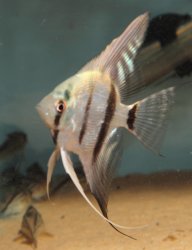 Pterophyllum scalare - Click for species page