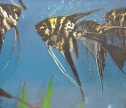 Pterophyllum scalare