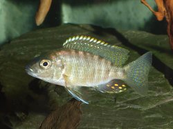 Sciaenochromis ahli