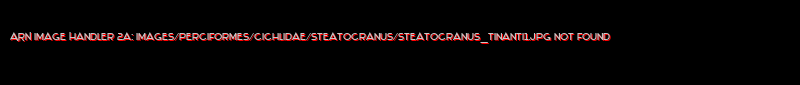 Steatocranus tinanti - Click for species data page
