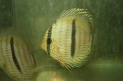 Symphysodon discus - Click for species page