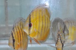 Symphysodon discus