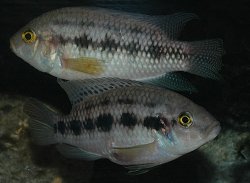 Thysochromis ansorgii - Click for species page