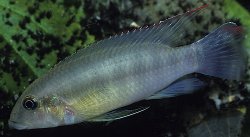 Wallaceochromis humilis - Click for species data page