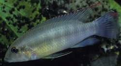 Wallaceochromis humilis - Click for species page