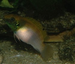 Wallaceochromis rubrolabiatus