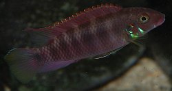 Wallaceochromis rubrolabiatus