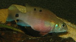 Wallaceochromis signatus - Click for species page