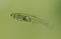 Gobiopterus chuno - Click for species page