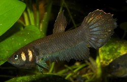 Betta mandor - Click for species page