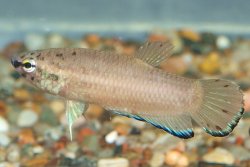 Betta simplex - Click for species page