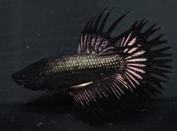 Betta splendens