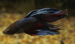 Betta splendens