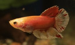 Betta splendens