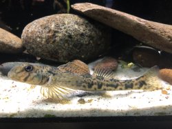 Etheostoma blennioides - Click for species page