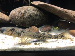 Etheostoma blennioides