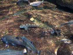 Etheostoma blennioides