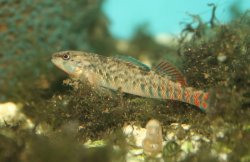 Etheostoma caeruleum - Click for species page