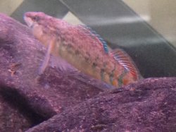 Etheostoma caeruleum