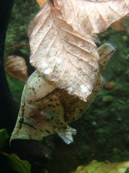 Monocirrhus polyacanthus