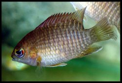 Pristolepis marginata - Click for species page