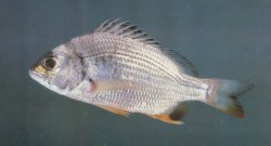 Acanthopagrus latus - Click for species page