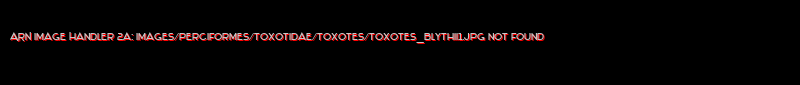 Toxotes blythii - Click for species page
