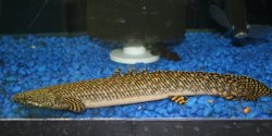 Polypterus ornatipinnis - Click for species page