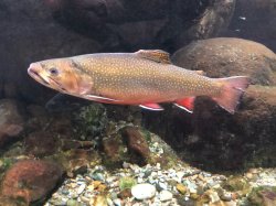 Salvelinus fontinalis - Click for species page