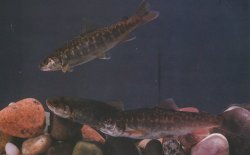 Salvelinus malma - Click for species page