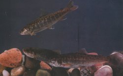 Salvelinus malma