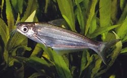 Eutropiichthys britzi - Click for species data page