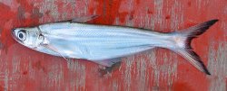 Eutropiichthys burmannicus - Click for species page