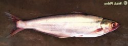 Eutropiichthys vacha - Click for species data page