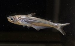 Eutropiichthys vacha