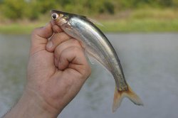 Laides longibarbis - Click for species page