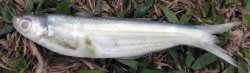 Laides montanus - Click for species page
