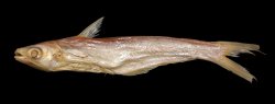 Proeutropiichthys taakree - Click for species data page