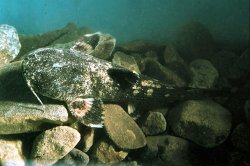 Acrochordonichthys falcifer - Click for species data page