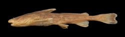 Acrochordonichthys guttatus - Click for species data page