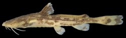 Acrochordonichthys ischnosoma - Click for species data page