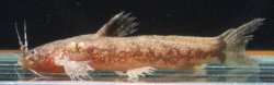 Parakysis hystriculus - Click for species data page