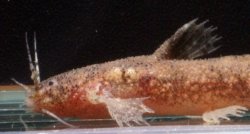 Parakysis hystriculus