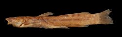 Amphilius krefftii - Click for species data page